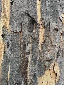 Close-up view of textured tree bark surface with natural crack details and rough Stock Photos