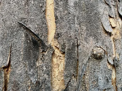 Close-up view of textured tree bark surface with natural crack details and rough Stock Photos