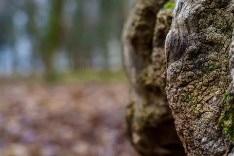 Close-up view of textured, a tree stump Stock Photos