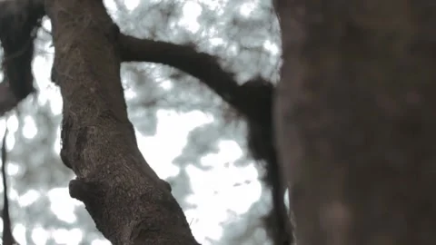 Close-Up View of Textured Tree Trunk with Soft Focus Background of Leaves a.. Stock Footage 303340329