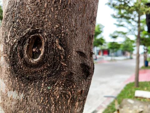 “Close-Up View of Textured Tree Trunk Fotos de archivo