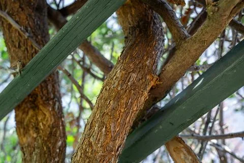 Close view of textured tree trunk and green wooden supports in shaded forest Stock Photos