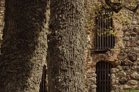 Close-up view of textured tree trunks with a stone wall and wooden window s.. Stock Photos