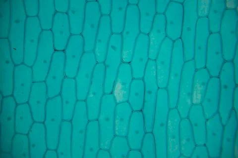 Close-up view of textured turquoise surface resembling honeycomb pattern, s.. Stock Photos