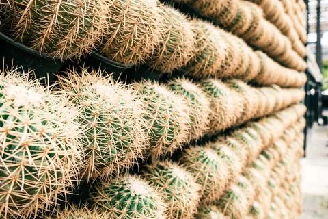 Close-up view of a textured wall covered with numerous green cacti, showcasing Stock Photos