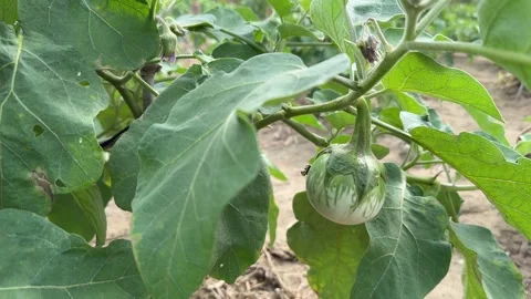 Close view of a Thai round eggplant fruit hidden beneath broad leaves, with Stock Footage 326215817