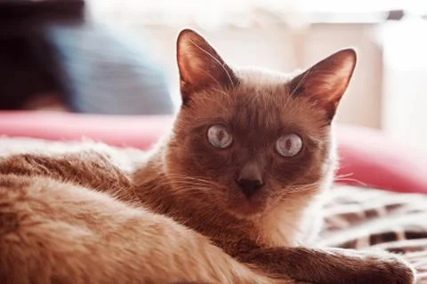 Close up view of the thai, siamese cat indoors at home. Stock Photos