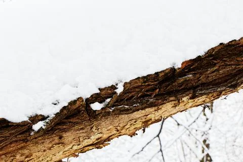 Close up view of a thick branch covered with snow in a winter landscape Stock Photos