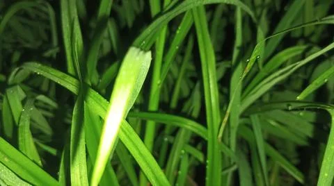 Close-Up View of Thick Green Grass Blades Stock-Fotos