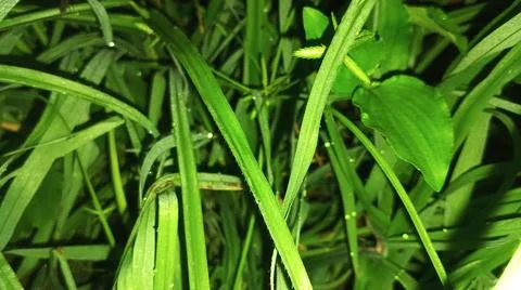 Close-Up View of Thick Green Grass Blades Foto stock