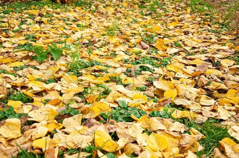 Close up view of a thick layer of bright yellow and golden fallen autumn le.. Fotos Stock