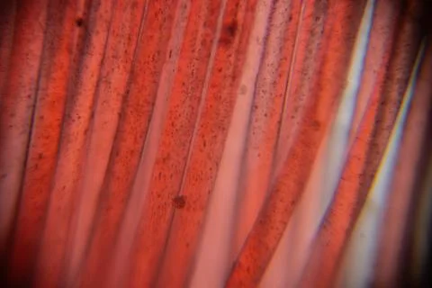 Close-up view of thin red translucent lines with varying opacity and textur.. Stock Photos