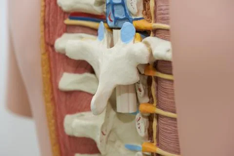 Close-up view of thoracic spine model Stock Photos