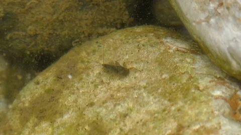 Close view though water baetis nymph crawls on stones Stock Footage 101526136