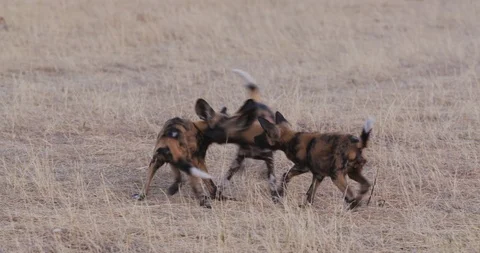 Close-up view of three African wild dog pups playing and  interacting Stock Footage 118318476