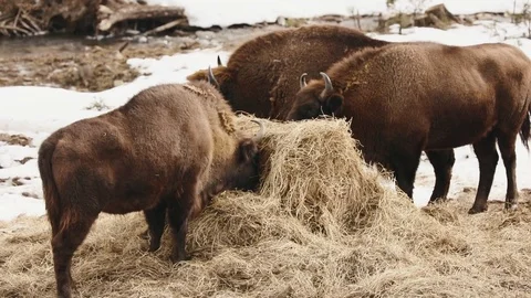 Close-up view of the three brown bisons eating the hay outdoor. Stock Footage 84899272
