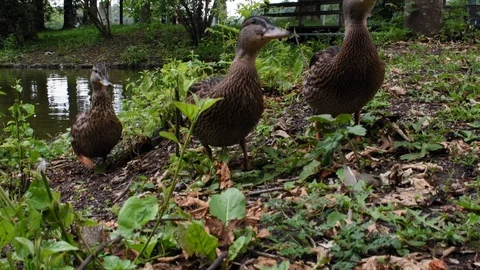 Close view of three ducks who are near a lake on a summer day near the castle of Stock Footage