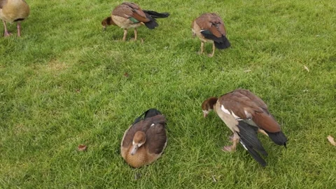 Close view of three Egyptian geese Stock Footage 266287511