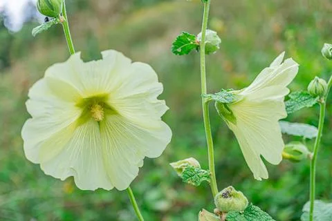 Close-up view of three flowers, central bloom vibrant yellow, symmetrical arr Stock Photos