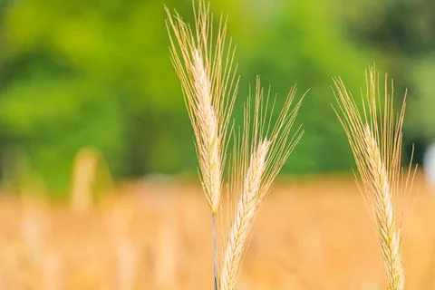 Close-up view of three golden corn ears, with open rural environment in backg Foto stock