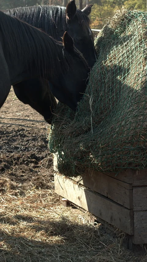 Close up view of three horses eating hay from a slow feeder net. Stock Footage 311339855