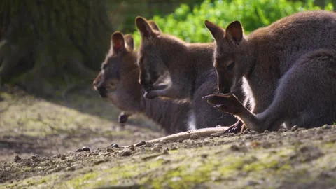 Close view of three kangaroos sitting Stock Footage 274635570