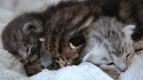 Close up view of Three little kittens recently born sleep together in a Basket Video stock 155070416