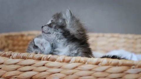 Close up view of Three Little Newborn Gray Kittens Sitting in a Basket Video stock 154835232