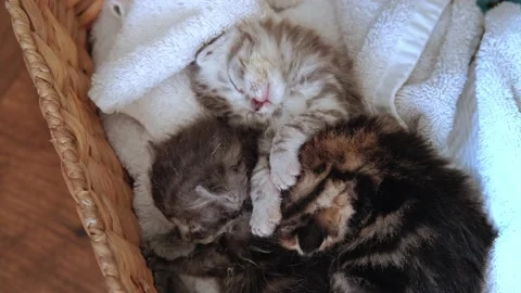 Close up view of Three Little Newborn Gray Kittens to sleep in a Basket Video stock 154865194