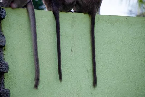 Close-Up View of Three Monkey Tails While Sitting on a Wall Foto stock