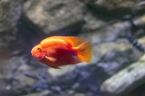 Close-up view of three orange fish swimming in a clear glass aquarium again.. Stock Photos