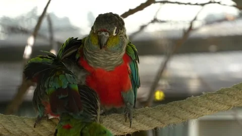 Close view of three scarlet belly parrot  Stock Footage 272812388