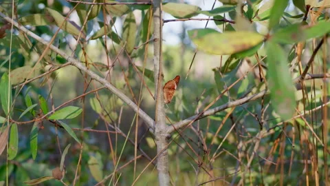Close-up view through dense green tree branches and leaves with a small Stock Footage 346151723