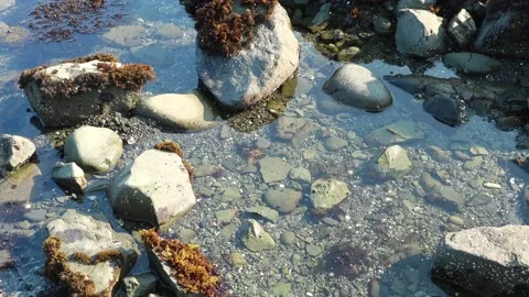 Close-up view of a tidepool on the pacific coast during low tide Stock-Footage 161516753