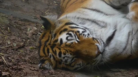 Close view of a tiger  Stock Footage 254944153