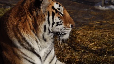 Close up view of tiger head. 4К Stock Footage 86256401