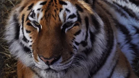Close up view of tiger head. 4К Video stock 86256675