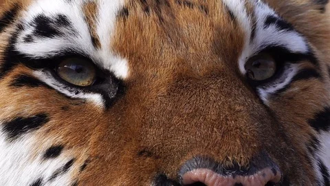 Close up view of tiger head. 4К Video stock 86256744