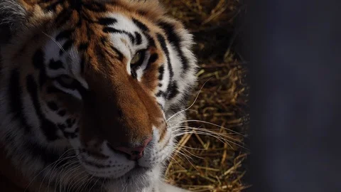 Close up view of tiger head.  Big cat look at camera. 4К Stock-Footage 86256006