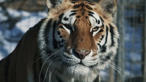 Close up view of tiger head. Big cat licks lips. 4К Stock Footage 86271361
