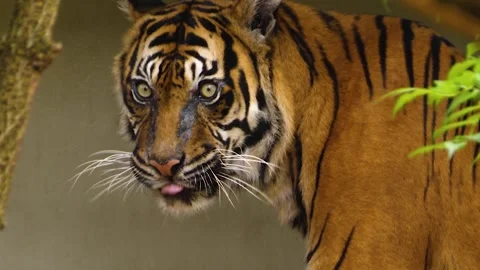 Close view of a tiger head Stock Footage 309243291