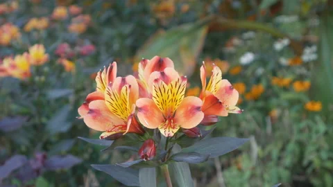 A close up view of tiger lilies. Stock Footage 116280434