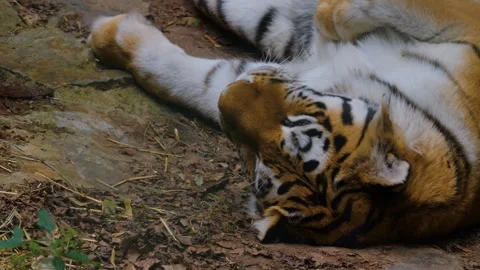 Close view of a tiger sleeping. Stock Footage 253493391