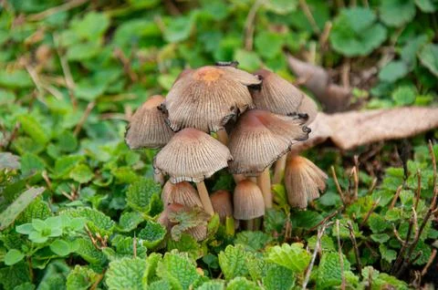 Close up view of a tight cluster of wild brown mushrooms with striated caps.. Stock Photos