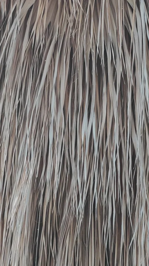 Close up view of a tiki hut's thatched roof made from dried palm leaves Stock Footage 346185745