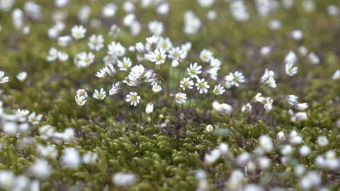 A close up view tiny flowers on moss. Stock Footage 151431208