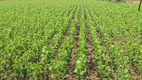 Close-Up View of a Tiny Green Plant Stock Footage 313571080