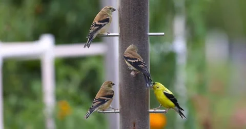 Close up view of tiny House Sparrows and American Goldfinches feeding on th.. Stock Footage 326577364