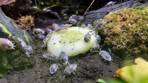 Close-up view of tiny isopods feeding from a cucumber slice Vidéo 224330334