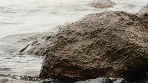 Close-up view of tiny mudskipper fish Stock Footage 308498978